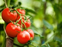 TRIKOVI ZA DOBRO ZDRAVLJE I DUG ŽIVOT: Evo kako da odmah znate da je paradajz pun pesticida...