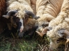 IZ ISLAMSKE ZAJEDNICE APELIRAJU: Kurbani moraju imati veterinarska uvjerenja
