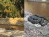 ŠTAKORI I ZMIJE: Storija o Ismetu soboslikaru najpoznatijem sarajevskom zmijolovcu