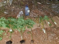 MINI 'PLANTAŽA SNOVA': Uhapšen dok je zalijevao zasade indijske konoplje