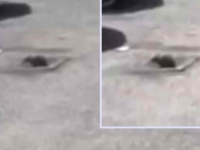 BROJ OBOLJELIH RASTE: Glodar snimljen na Ciglanama, građani ogorčeni... (VIDEO)