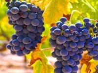 FANTASTIČNA VINA IZ DOLINE BEKA: Jedna od najstarijih vinskih regija na svijetu prošle godine bila je teško pogođena izraelskim...