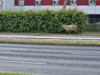 POTJERA ZA OVNOM NA ULICAMA SARAJEVA: Građani pozvali policiju, ali kažu da je patrola... (VIDEO)