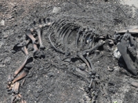 ŠOKANTAN SNIMAK S POŽARIŠTA KOD MAKARSKE: Otkriveni ostaci misteriozne životinje