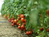 AKO KAŠIKU OVE TEČNOSTI SIPATE OKO PARADAJZA, RODIĆE DUPLO VIŠE: Mješavina za prskanje priprema se...