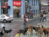 KS ULAŽE 161.000 KM ZA RJEŠAVANJE PROBLEMA PASA LUTALICA: Kreće masovna sterilizacija i vakcinacija