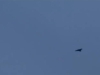 DRAMA NA ISTOKU EUROPE: Dron iz Bjelorusije upao u zračni prostor zemlje članice NATO saveza, počela je potraga...