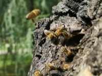 VIŠE SMRTNIH SLUČAJEVA ZBOG OVOG INSEKTA NEGO OD UJEDA ZMIJA: Krenula im je sezona, u leglu ih bude i po 1.000! Stručnjak objašnjava kako da se zaštitite