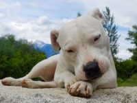 JEZIV SLUČAJ U BiH: Veterinar optužen za nesavjesno liječenje pasa, mnogi uginuli