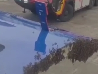 AVION U INDIJI NIJE MOGAO POLETJETI ZBOG PČELA: Morali su zvati vatrogasce (VIDEO)