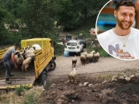 VELIKO SRCE 'BOSANSKE ZVIJERI': Jusuf Nurkić donirao novo stado porodici iz Foče nakon napada vukova (VIDEO)