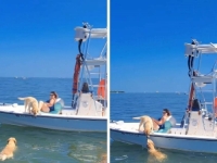 LJUBAV NA PRVI POGLED: Labrador skočio u more kako bi upoznao srodnu dušu (VIDEO)
