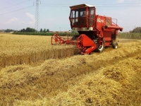 U OVOM KANTONU DOBRA GODINA ZA ŽITARICE: Situacija nije optimistična jedino sa proizvodnjom...