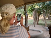 UŽAS NA SAFARIJU: Slonica ubila britansku turistkinju i njenu prijateljicu, napravile su krupnu grešku...