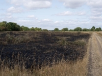 VODE SVE MANJE: Englesku pogodila najteža suša u zadnjih stotinu godina