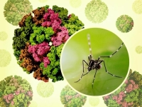 NIJE DOBRO: Opasan virus širi se brže nego ikad, simptomi uključuju groznicu i jake bolove u zglobovima...