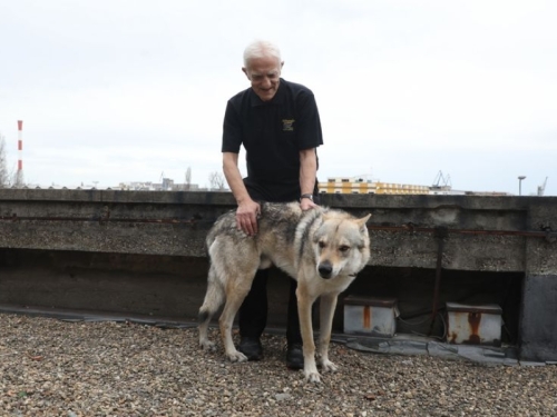 KAKAV VLASNIK TAKVA I ŽIVOTINJA: Pas izujedao ženu u prostorijama Fondacije ratnog zločinca Kapetana Dragana