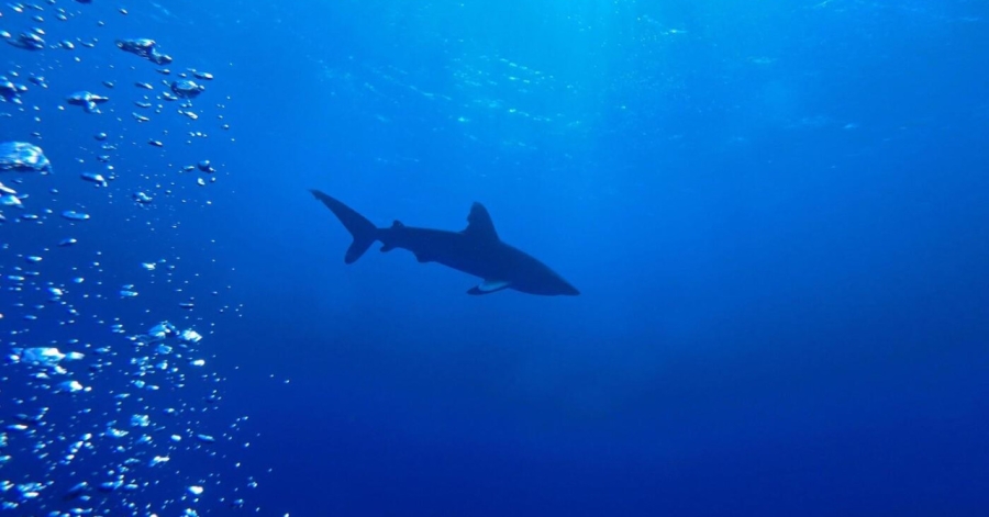 MUŠKARAC SPUSTIO KAMERU NA 150 METARA DUBINE, IZ TAME OKEANA POJAVIO SE OPASAN STVOR: 'Pa to je Wobbegong!' (VIDEO)