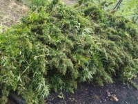 OTKRIVENA NAJVEĆA PLANTAŽA MARIHUANE, SA PREKO 13.000 SADNICA: Uhapšene dvije osobe