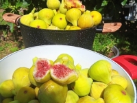 VRIJEME JE NA NJIHOVOJ, A I NA NAŠOJ STRANI: Kada uberete, ili kupite, puno smokava, od njih napravite slasni džem po...