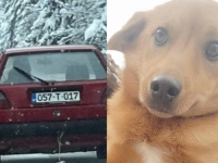 UŽASNI SLUČAJEVI ZLOSTAVLJANJA ŽIVOTINJA U BiH: Seksualno zlostavljanje i ubijanje ostaju gotovo neprocesuirani