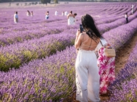 LOKALNE VLASTI APELUJU NA RAZUM: Invazija influenserica na gradić u Španiji, svi se žele slikati na prekrasnim poljima lavande
