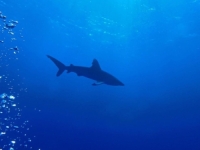 MUŠKARAC SPUSTIO KAMERU NA 150 METARA DUBINE, IZ TAME OKEANA POJAVIO SE OPASAN STVOR: 'Pa to je Wobbegong!' (VIDEO)