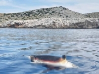 ŠTA SE DEŠAVA: Još jedan mrtav delfin pronađen u Jadranu