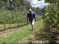 ENORMNI GUBICI U POLJOPRIVREDI: Tragovi suše vidljivi na svakom koraku, štete se zbrajaju, ali nema sumnje da će...