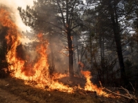 JEDNA OD NAJGORIH SEZONA ŠUMSKIH POŽARA: Španjolska uključila vojsku u suzbijanju vatrene stihije, temperature do 45°C
