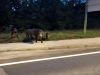KUDA IDU DIVLJE SVINJE: Vozači kod Vogošćanske petlje napravili šokantne snimke (FOTO)