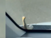 HOROR NA AUTOPUTU: Vozili su se opušteno, a onda je iz haube izašla zmija... (VIDEO)