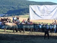 KRIVIČNO DJELO TEŠKA TJELESNA POVREDA: Djevojka osumnjičena da je izbola mladića na zboru...