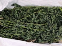 SARADNJA NA RELACIJI DOBOJ - GRADAČAC - MODRIČA: MUP TK zaplijenio 23 kilograma marihuane, uhapšena jedna osoba