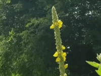 NIŠTA NE ČISTI PLUĆA DOBRO KAO OVA BILJKA: 'Maknula mi je sve gadosti' (VIDEO)