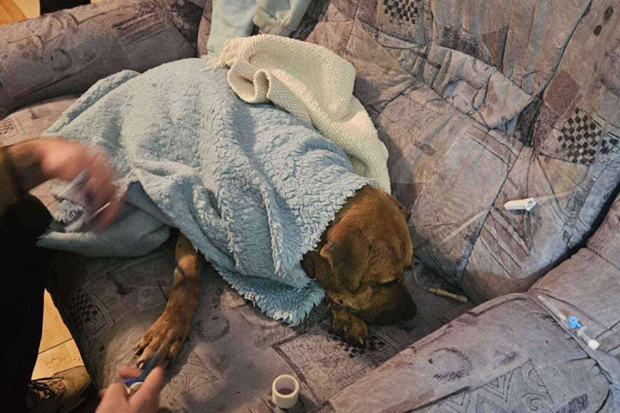 POGLEDAJTE SNIMAK HAPŠENJA NA SJEVERU BiH: Spriječena ilegalna borba pasa, na mjestu borilišta pronađeni i LEŠEVI ŽIVOTINJA (VIDEO, FOTO)