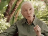 UMRLA ČUVENA JANE GOODALL: Cijeli život je posvetila prirodi i izučavanju šimpanza