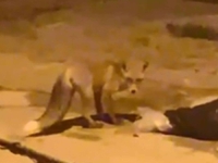 NEVJEROVATNI PRIZORI U BiH: Lisica se spustila u grad na Vrbasu (VIDEO)