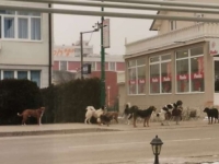 OGLASILA SE UDRUŽENJA ZA ZAŠTITU ŽIVOTINJA NAKON NAPADA U GORAŽDU: 'Brutalno i neselektivno odvođenje pasa nije rješenje'