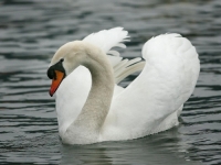 DRAMA U SUSJEDSTVU: Kod uginulog labuda potvrđena ptičija gripa, zabranjeno hranjenje ptica...