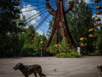 NAUČNICI ZBUNJENI: U Černobilu se pojavili psi plavog krzna, nagađa se šta se dogodilo (FOTO)