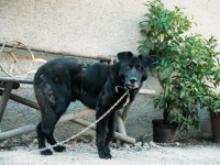 NEMA VIŠE VEZIVANJA PASA: Za držanje na lancu ispred kuće minimalna kazna 1.000 eura