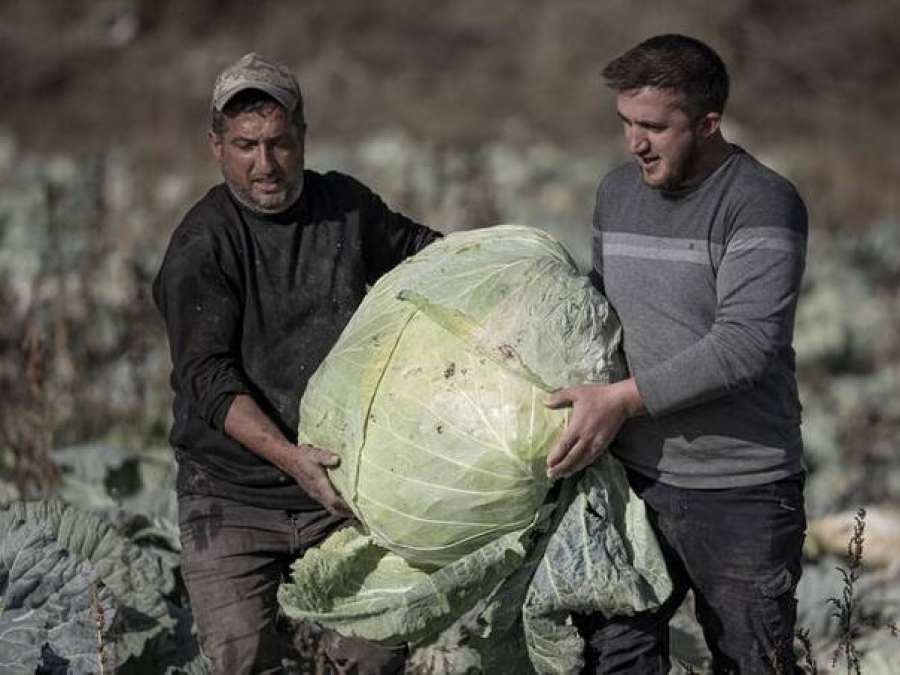 USPJEH TURSKOG FARMERA: Uzgojio kupus težak 57 kilograma!