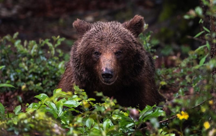 LOVAC KOD KLADNJA PREŽIVIO NAPAD MEDVJEDA: Doktori kažu da nikad u životu nisu vidjeli ovakvo nešto
