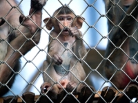 TAJLANDSKA POLICIJA UHAPSILA DVOJICU MUŠKARACA: Krijumčarili divlje životinje i drogu