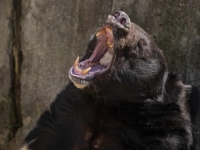 DJECA TO NIKADA NEĆE ZABORAVITI: Medvjed napao razred osnovne škole, četvero teško povrijeđeno...