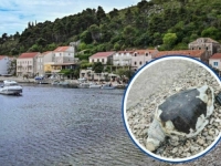 ŠOK U DALMACIJI: Pogledajte šta je more izbacilo... (FOTO)