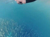 OD OVOGA MOŽE STATI SRCE: Snimljen stravičan momenat, kit zamalo progutao ronioca... (VIDEO)