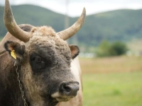 UBIJEN BIK KOJI JE LUTAO SUSJEDSTVOM, VLASNIK OČAJAN: 'Ovo je kriminal, uopće nije bio opasan'