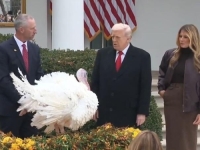 TOKOM BIZARNE SVEČANOSTI, TRUMP POMILOVAO DVIJE ĆURKE: Ipak, jedna je uspjela pobjeći